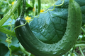 10 Seeds Chinese Snake Cucumber | Curved Heirloom Cucumber Seeds for Planting | Crisp & Refreshing | Heat Tolerant | Unique Long Shape