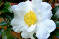 4 Pink "˜n Yellow Camellia Sasanqua Cuttings (5"+) - Shishi Gashira Evergreen Shrub
