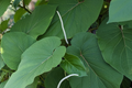 2 Piper Auritum Root Beer Plants (Hoja Santa) - Edible Mexican Pepperleaf, Ornamental