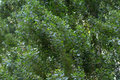 2 Lombardy Poplar Trees Live Cuttings - Rare, Fast-Growing Privacy Trees