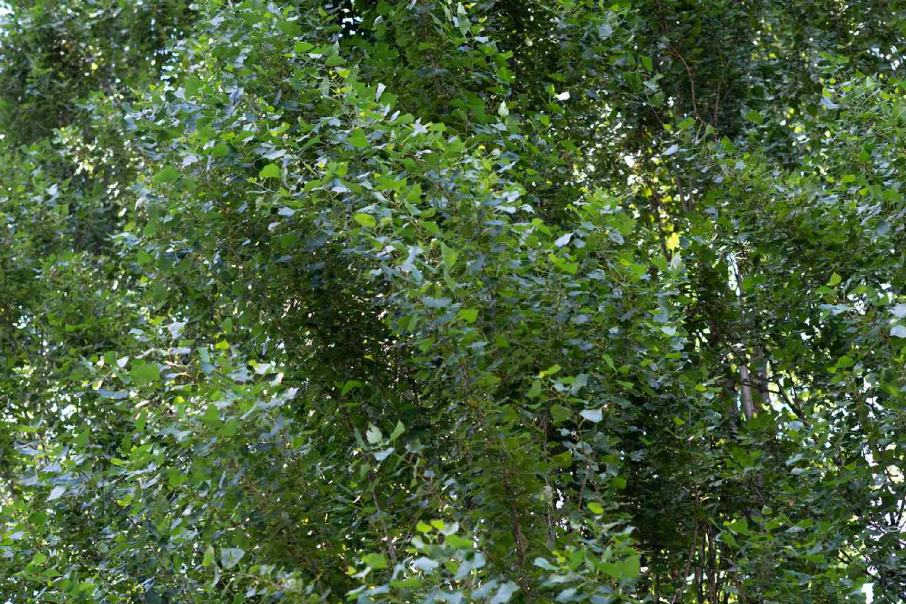 2 Lombardy Poplar Trees Live Cuttings - Rare, Fast-Growing Privacy Trees