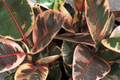 Ruby Rubber Plant Ficus elastica 'Ruby' - 3 Fresh Cuttings, 12" Long Starter Plant