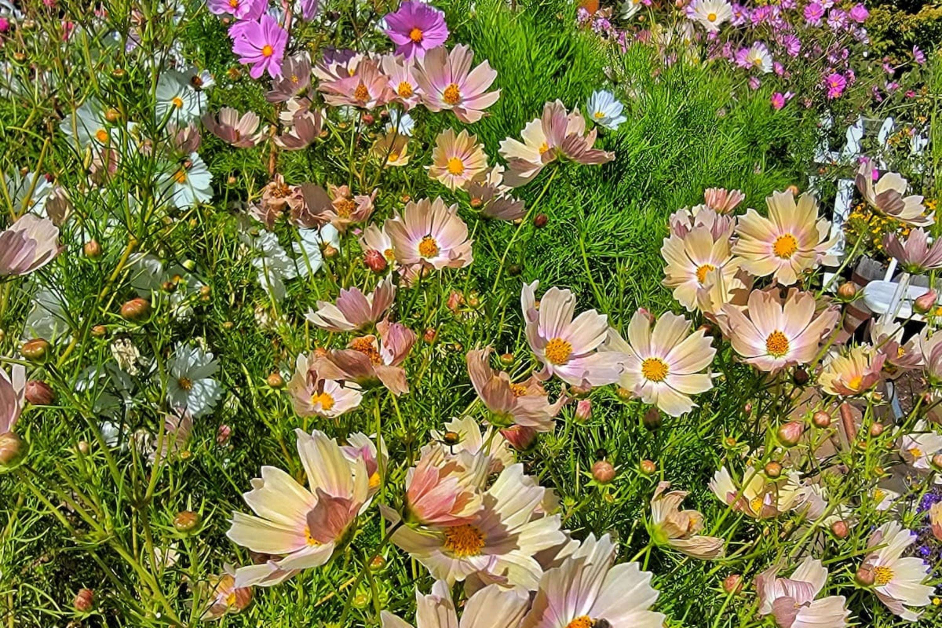 Apricot Lemonade Cosmos Seeds - 200+ Flower Seeds - USA Grown -  - Butterfly Attractor - Cut Flowers - Easy to Grow