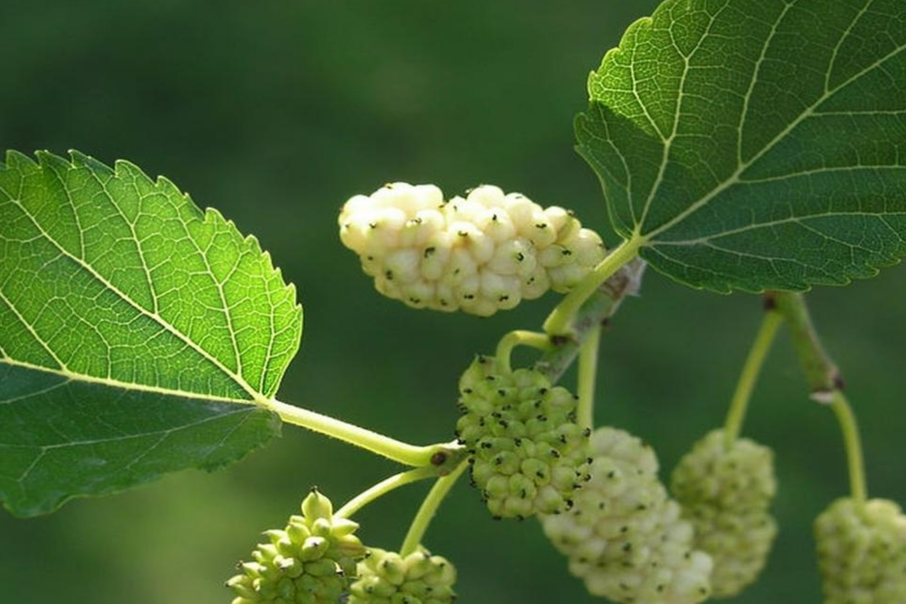 10X White Mulberry Cuttings (Morus Alba) | 6-8" Organic Sweet Fruit Tree | Cold Hardy & Fast Growing | Easy to Root |