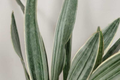 Sansevieria Sayuri Snake Plant Cutting (10-12") | Silver-Green Live Air-Purifying Plant