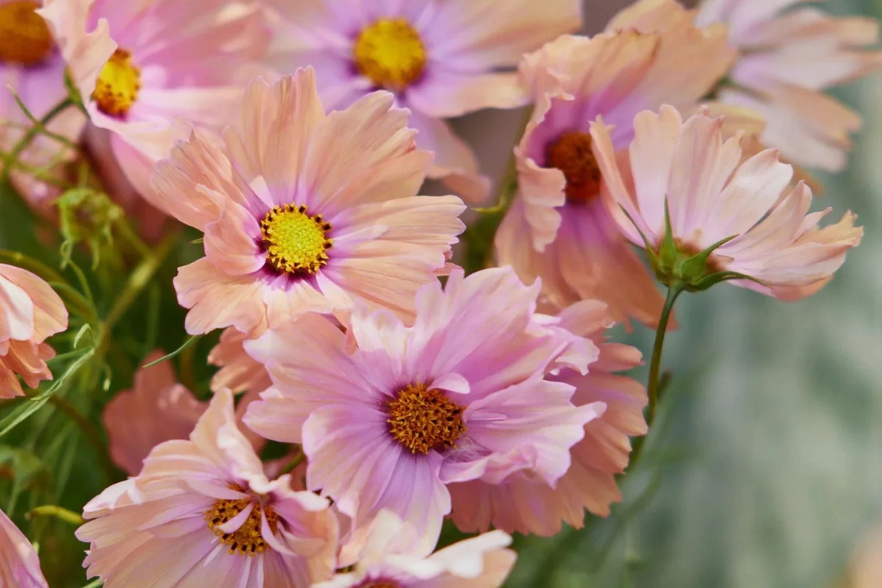 Apricot Lemonade Cosmos Seeds - 200+ Flower Seeds - USA Grown -  - Butterfly Attractor - Cut Flowers - Easy to Grow
