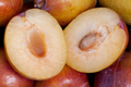 5 Grenade Pluot Scions for Grafting | Plum x Apricot Hybrid | Sweet Golden Fruit | Heavy Producer | 2-5" with 3-5 Buds