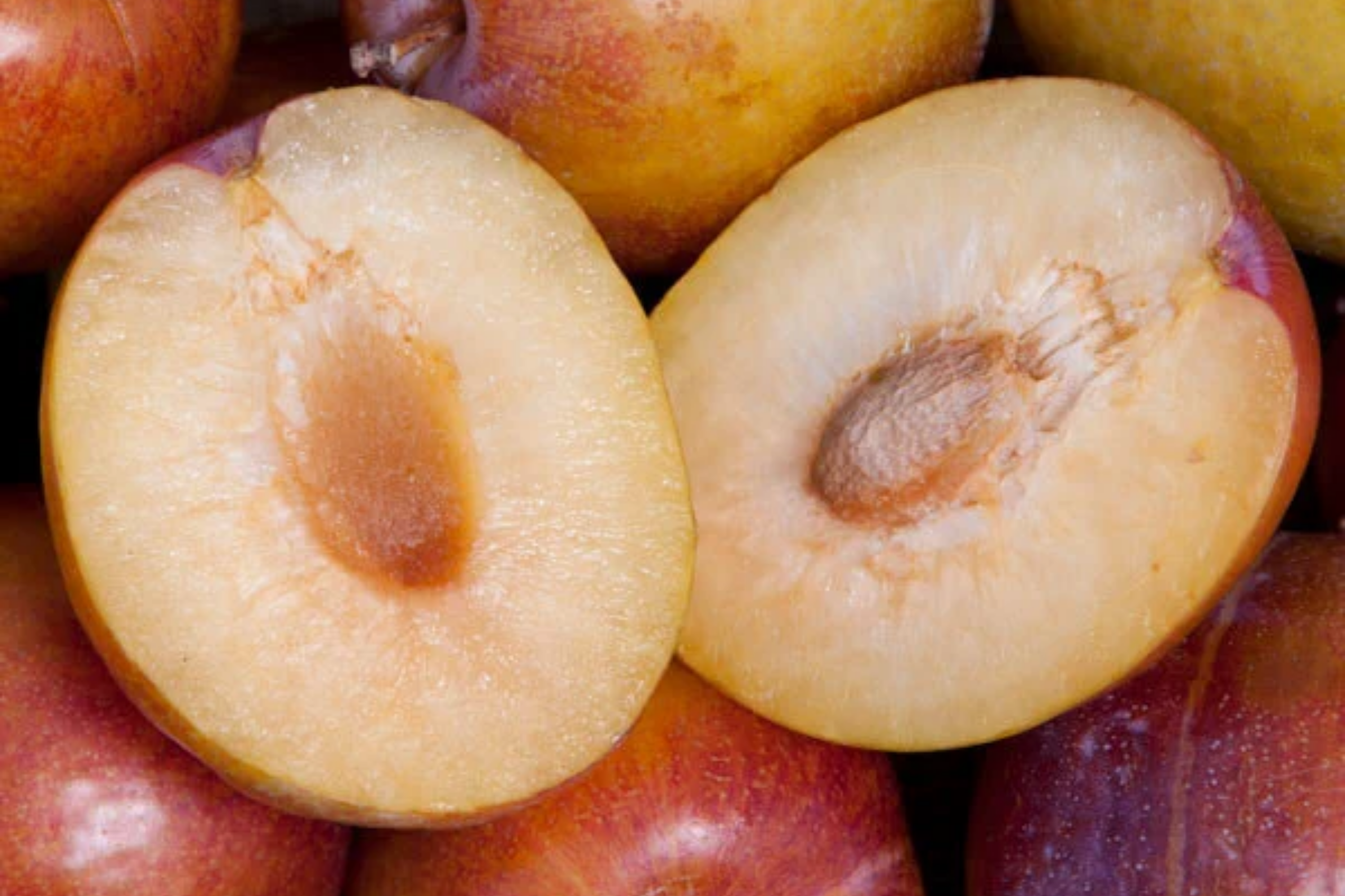 5 Grenade Pluot Scions for Grafting | Plum x Apricot Hybrid | Sweet Golden Fruit | Heavy Producer | 2-5" with 3-5 Buds