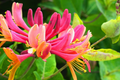 6 Honeysuckle Plant Cuttings | Fragrant Vine | No Roots | 6"-8" Long | Fast Growing | Easy to Propagate