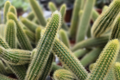 Gold Rat Tail Cactus | 3 Live Cuttings | Rare Cleistocactus Succulent | Drought-Tolerant | Easy to Grow