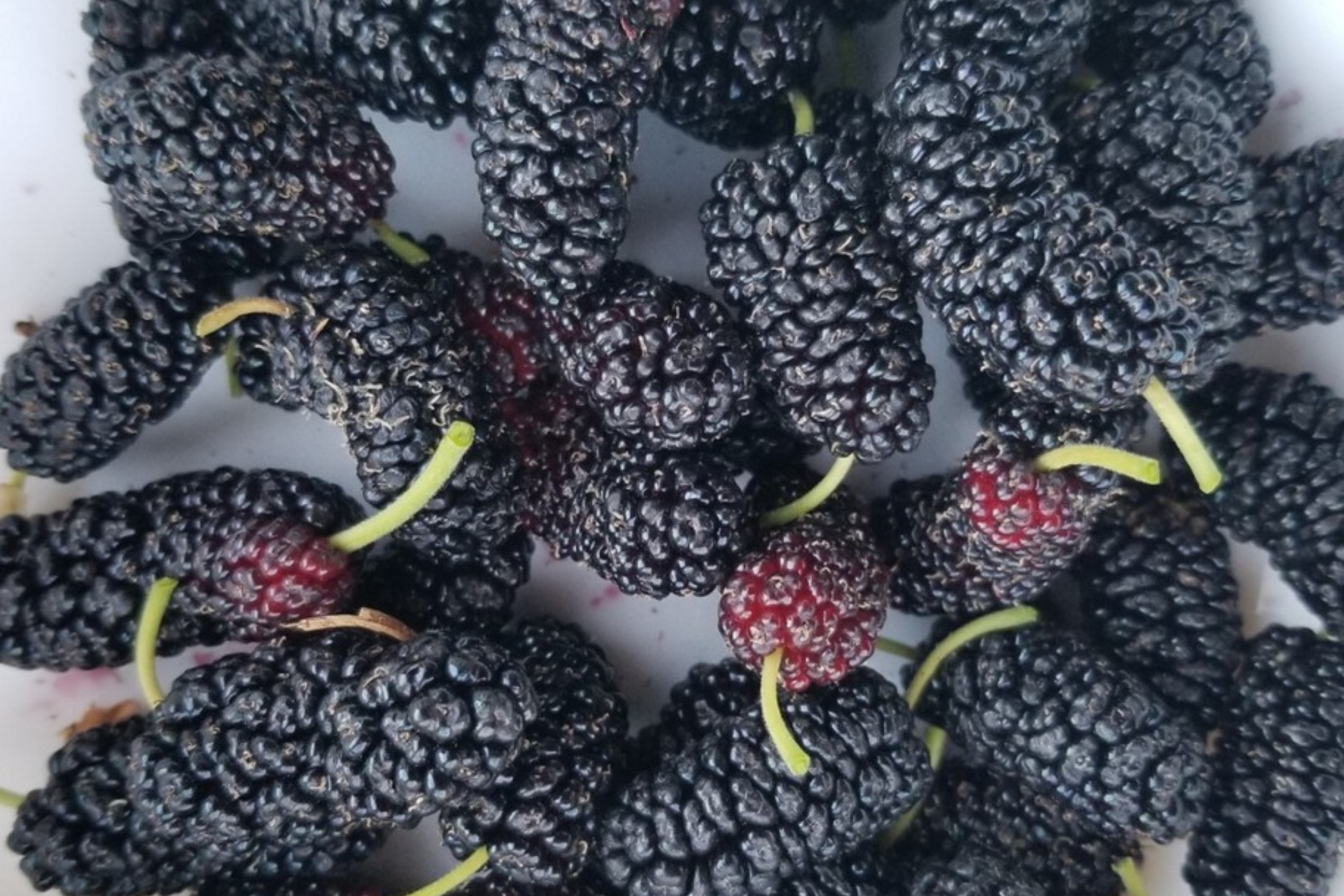 12 Fresh Shangri-La Mulberry Cuttings for Rooting or Grafting, Sweet Large Fruits