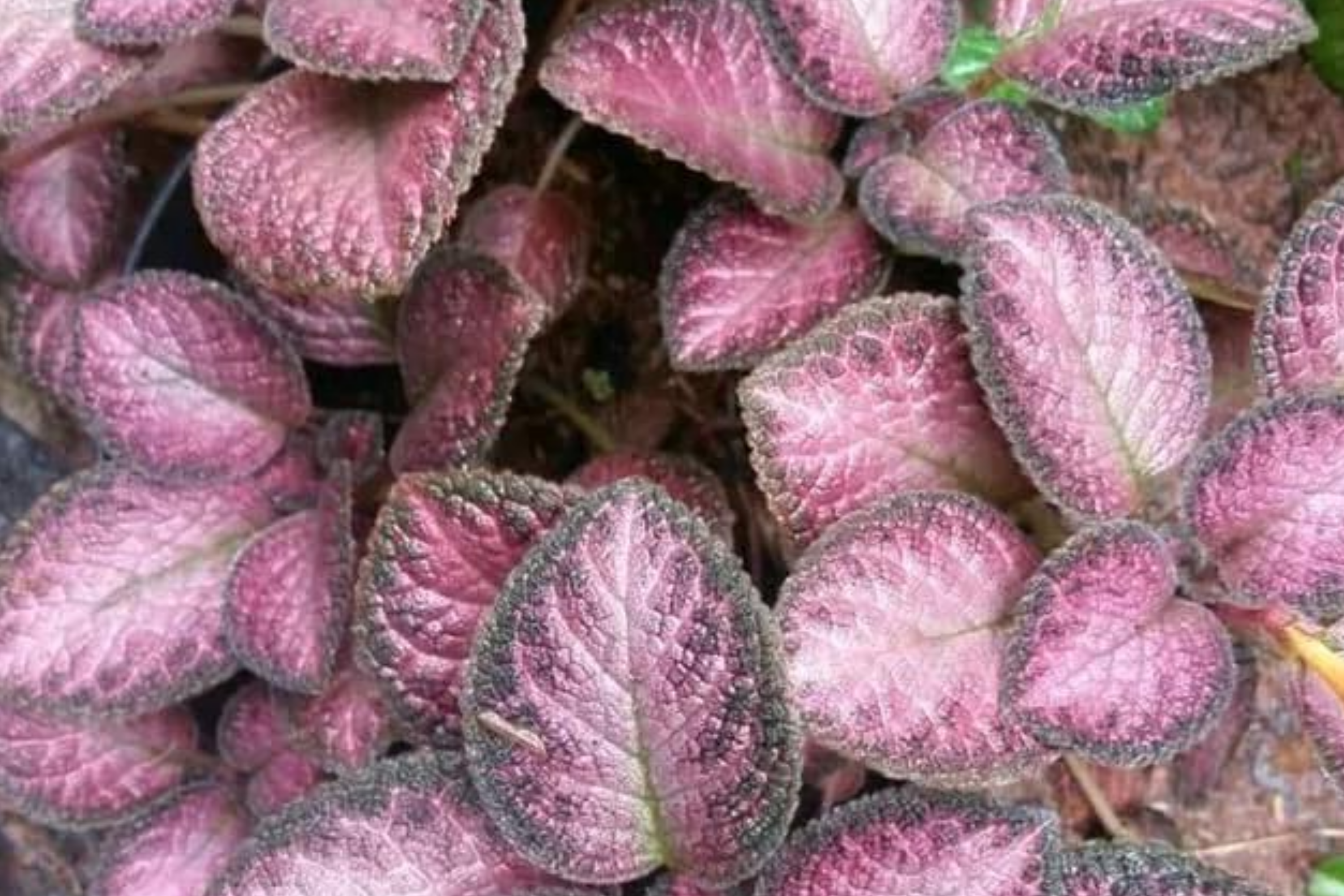Pink Fitonia Cutting in Propagation Cup - Sealed with Sphagnum Moss, Easy Rooting, Live Arrival Guarantee
