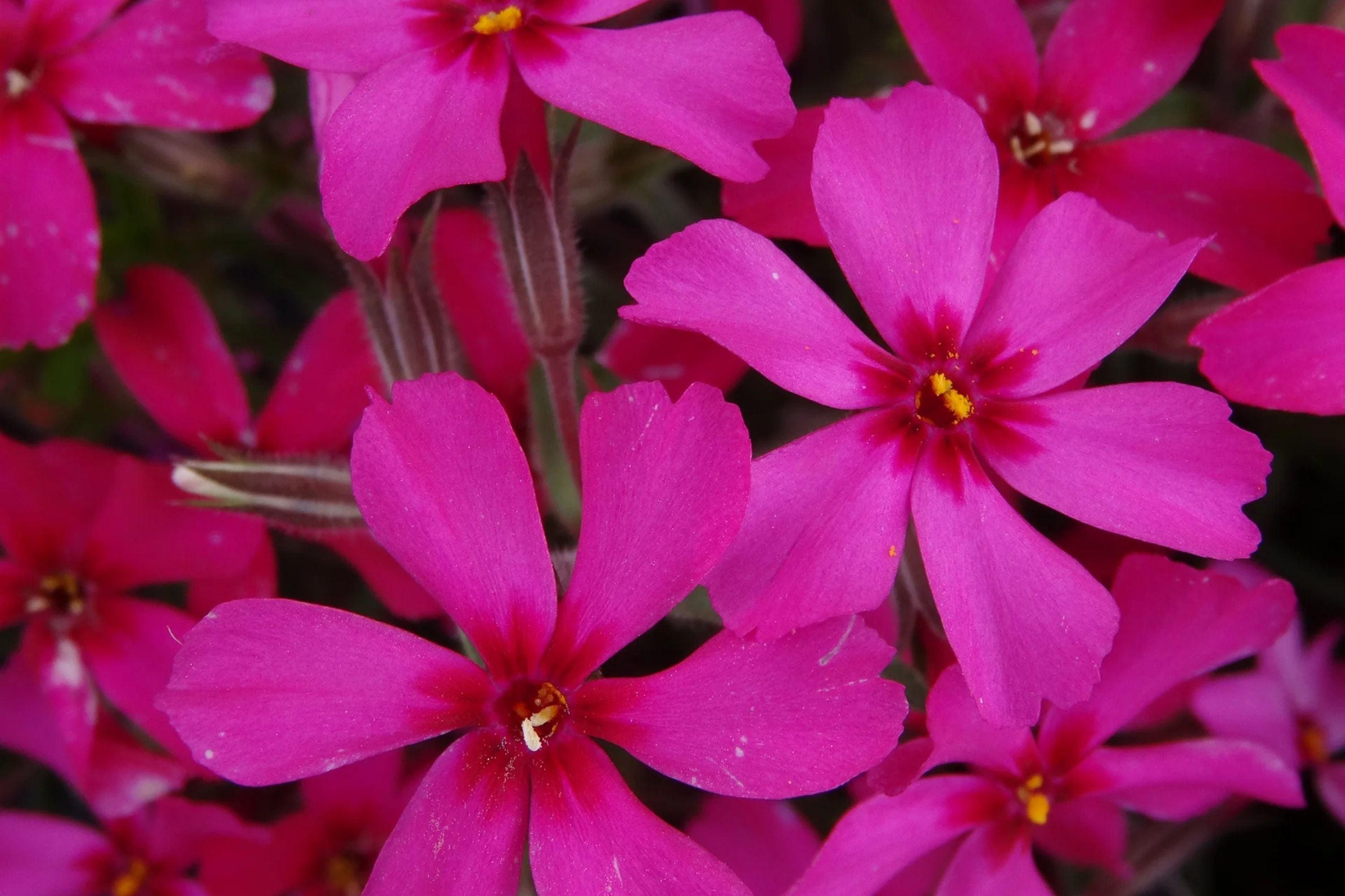 Scarlet Flame Creeping Phlox Seeds - 100+ Flower Seeds - USA Grown -  - Ground Cover - Drought Tolerant - Butterfly Attractor