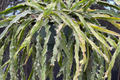 Lepismium Cruciforme Spiralis Cactus | 3 Unrooted Cuttings 4-8" | Rare Epiphytic Cactus for Grafting or Rooting