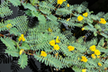 Botswana Wonder Sensitive Plant - Aeschynomene Fluitans | Tropical Aquatic Pond Plant | Floating Plant with Yellow Flowers