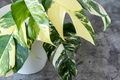 Pothos Epipremnum Pinnatum Albo Variegata Cuttings, Beautiful Fenestrated Leaves, Low Maintenance, Ideal for Climbing