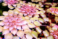 Water Mosaic Plant Cuttings | 3 Ludwigia sedioides for Ponds | Tropical Floating Plant | Red & Green Rosettes | Pond Decor