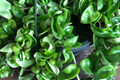 Hoya Hindu Rope Plant Cuttings | Unrooted 4-Inch Cuttings | Unique Indoor Plant | Easy Care | Lush Green Foliage