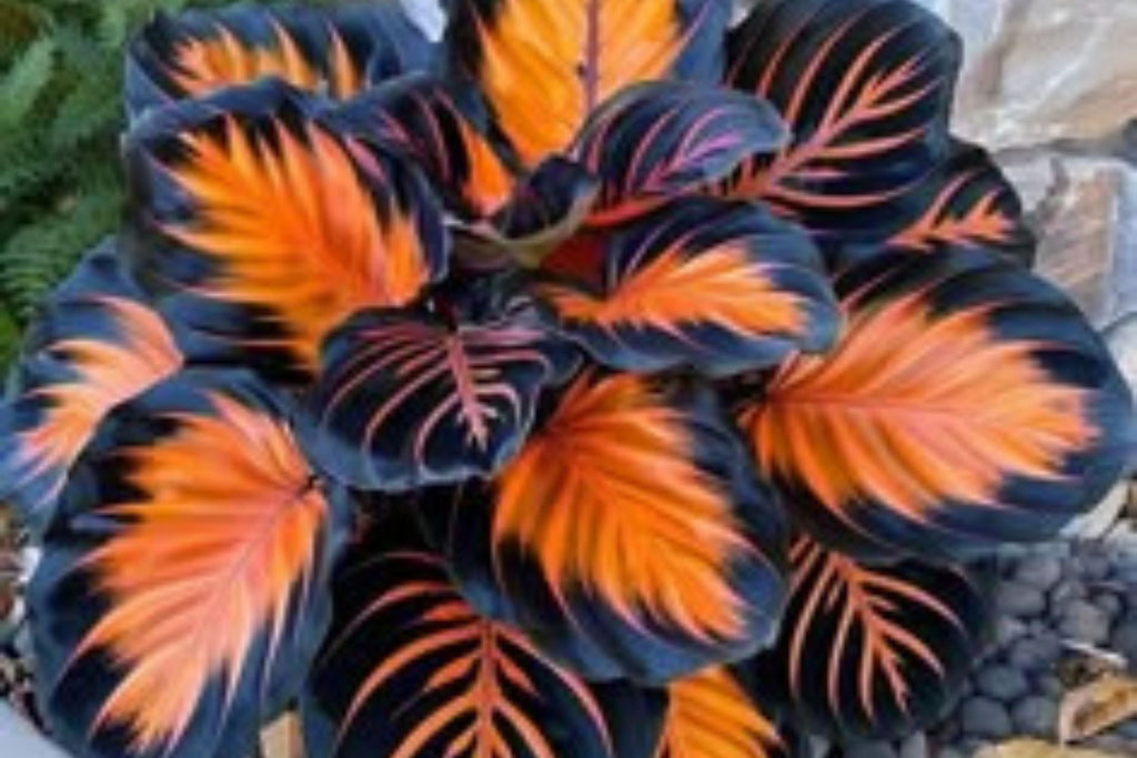 Sunburst Calathea Seeds – 25 Tropical Houseplant Seeds – USA Grown –  – Easy Care – Striking Foliage – Indoor Garden