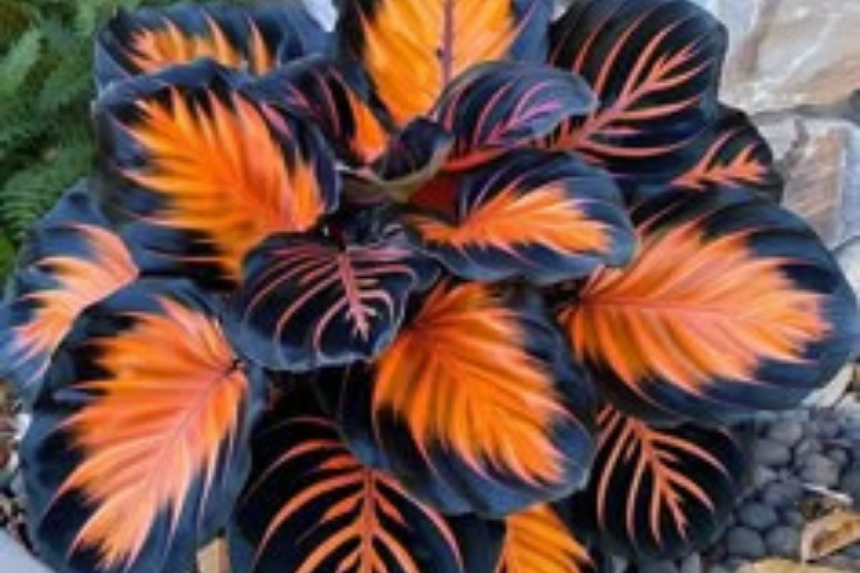 Sunburst Calathea Seeds – 25 Tropical Houseplant Seeds – USA Grown –  – Easy Care – Striking Foliage – Indoor Garden