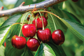 6 Bing Sweet Cherry (Prunus avium) Hardwood Scion Wood Cuttings - Organic, No Roots, Ideal for Grafting, Zones 5-8