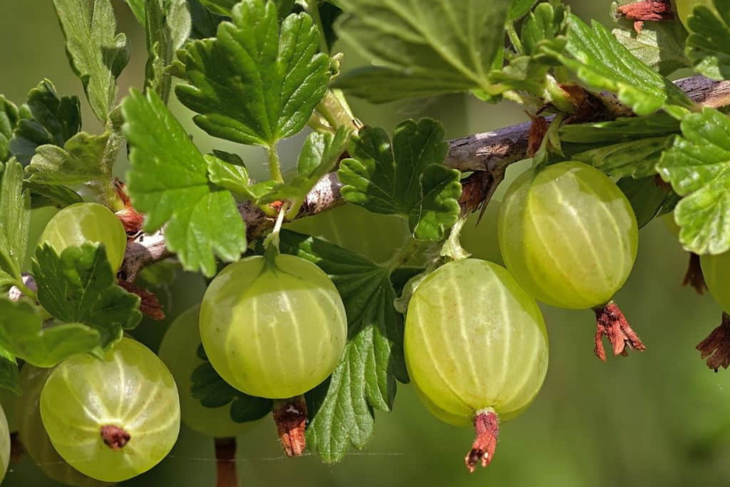 Gooseberry "Pixwell" - 6 Organic Hardwood Cuttings (Scion Wood) 6-9" - Easy Care, Tart Pink Berries, Ideal for Edible Landscaping