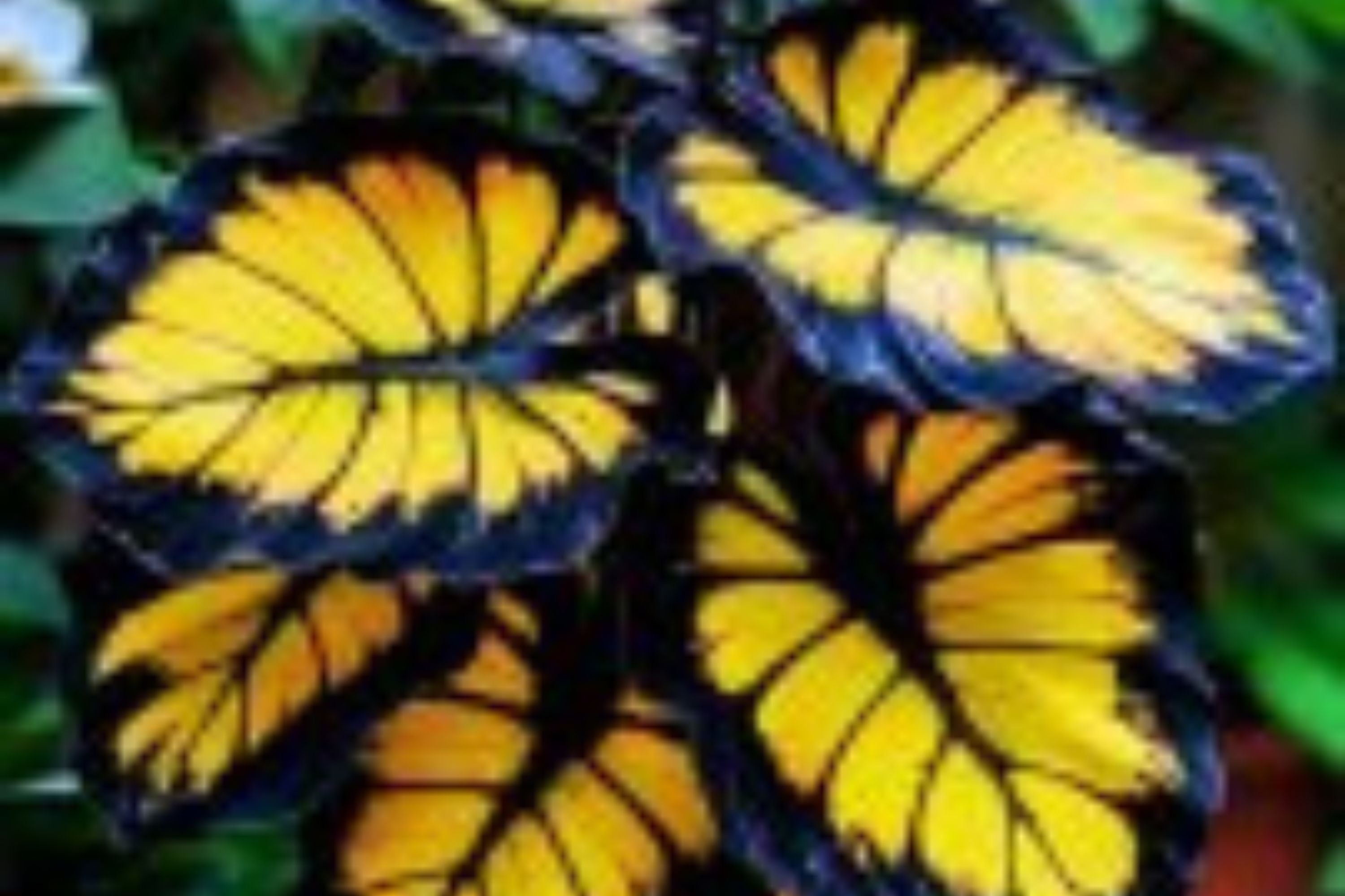 Sunburst Calathea Seeds – 25 Tropical Houseplant Seeds – USA Grown –  – Easy Care – Striking Foliage – Indoor Garden