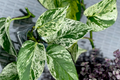 Marble Queen Pothos 5 Node Cutting - Variegated Philodendron Plant, Fresh USA Seller