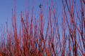 Red Osier Dogwood Cuttings | 12 Live Starter Plants | Native Shrub for Hedges, Wildlife, and Pollinators | Hardy Zones 2-7