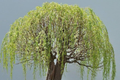 Green Weeping Willow Bonsai Tree Cutting | Thick Trunk | Fast Growing & Easy DIY Gift | Perfect for Beginners and Enthusiasts