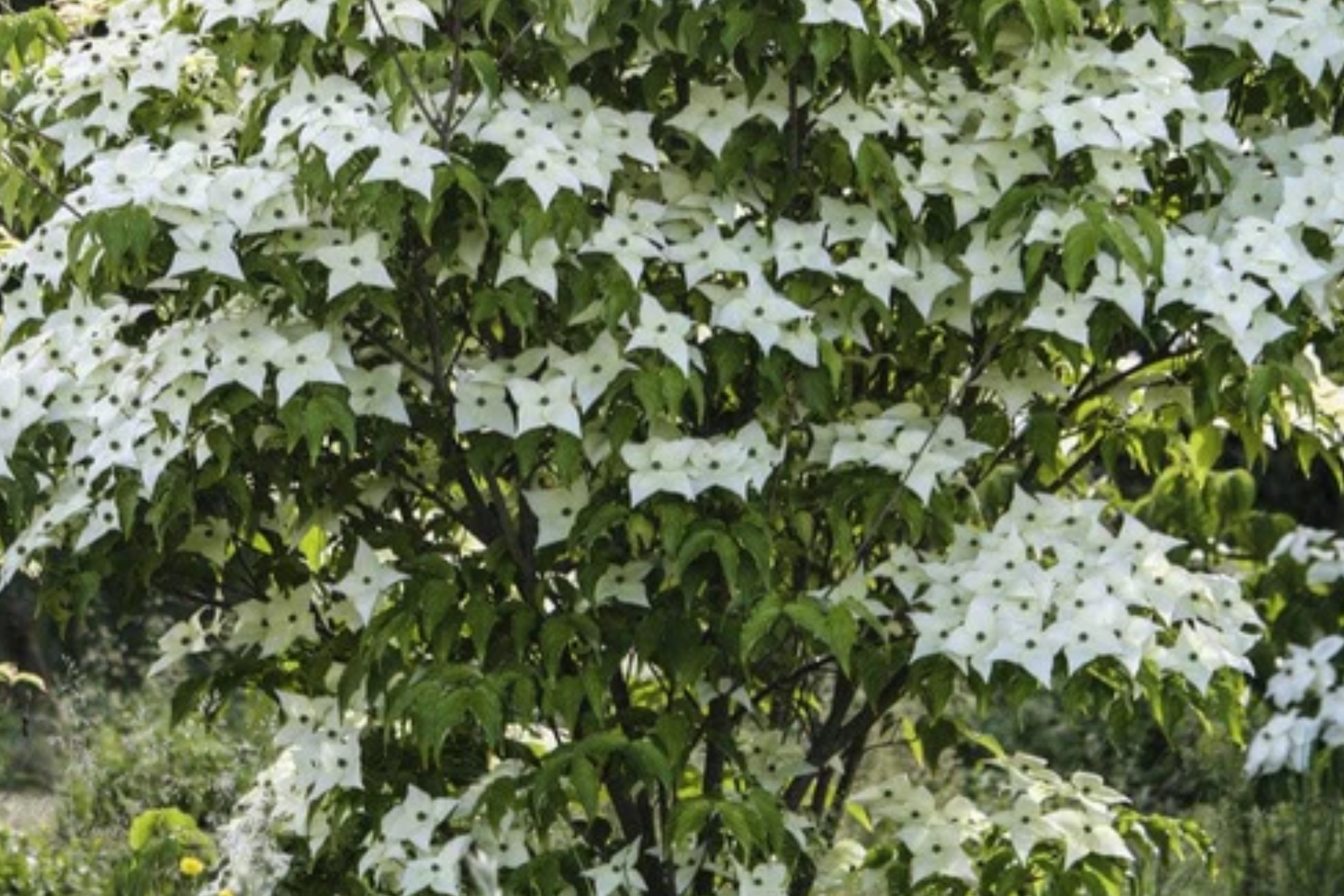 Live Flowering Dogwood Tree - Bare Root 2-3 Ft Plant - Cornus Florida (USDA Zones 4-9)