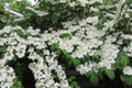 12-18" Judd Viburnum Shrub (Viburnum x juddii) - Fragrant Flowers, Colorful Foliage - Live Deciduous Plant for Zones 4-8