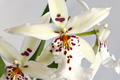 Winter Wonderland 'White Fairy' Orchid Dendrobium, Fragrant, 4-6" Bare Root Seedling