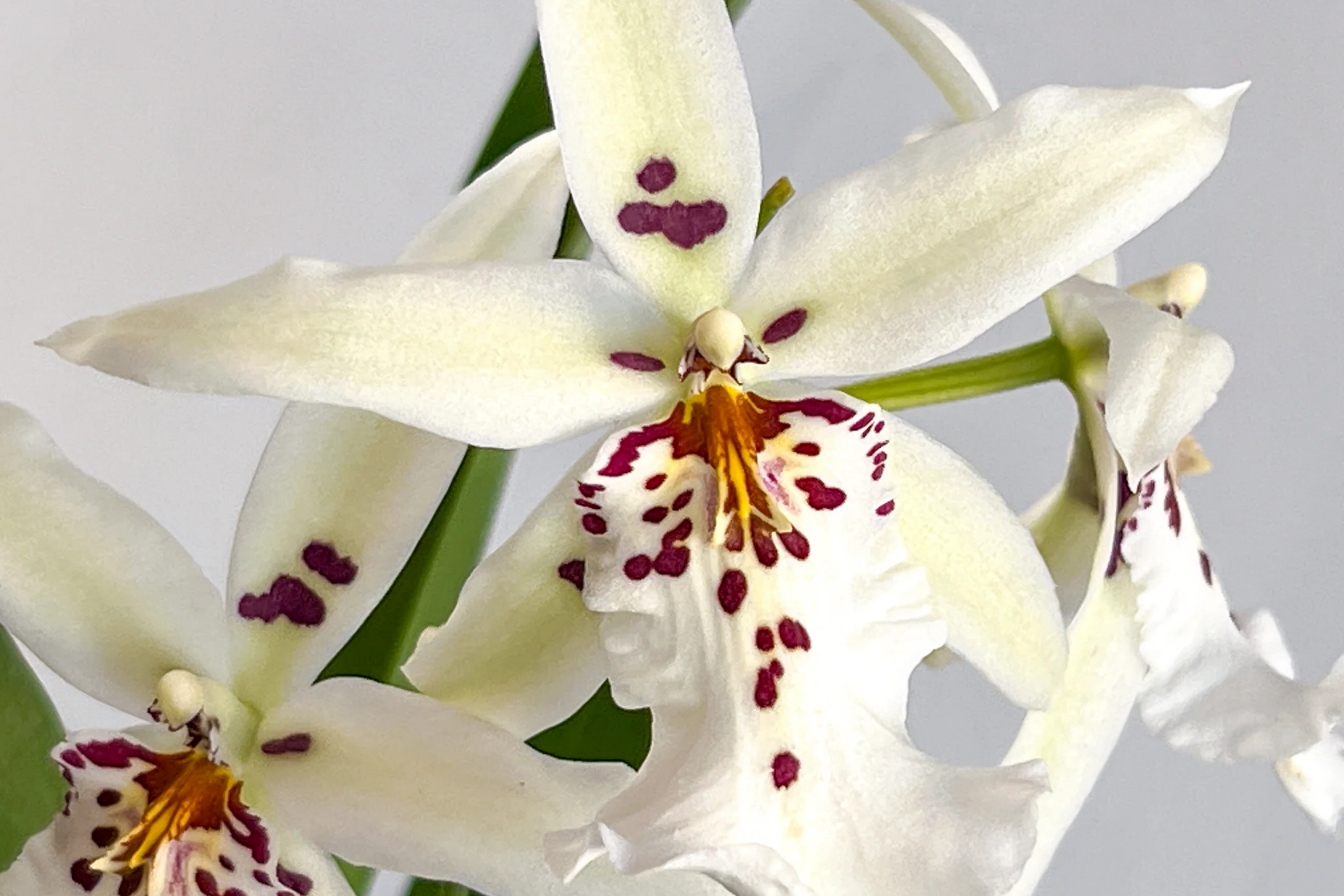 Winter Wonderland 'White Fairy' Orchid Dendrobium, Fragrant, 4-6" Bare Root Seedling