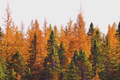 American Larch Tree Live Bare Root, 10-12" Tamarack, Fast Growing, Zone 3-9