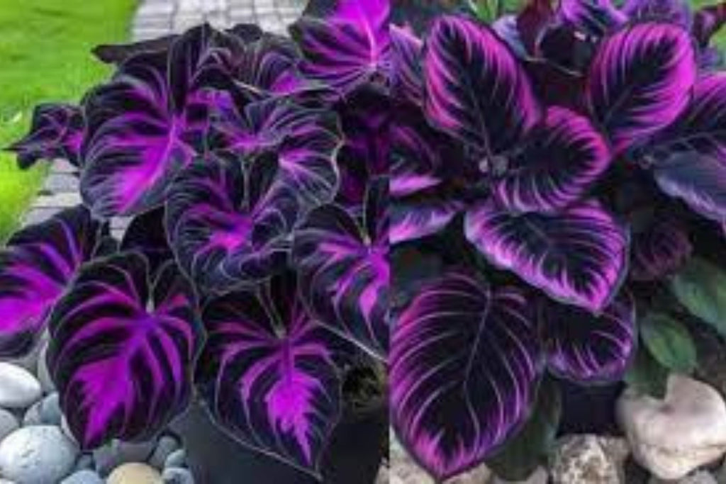 25 Purple Tip Calathea Seeds – Tropical Foliage Plant for Indoor or Outdoor Growing, Beautiful Couture Leaves