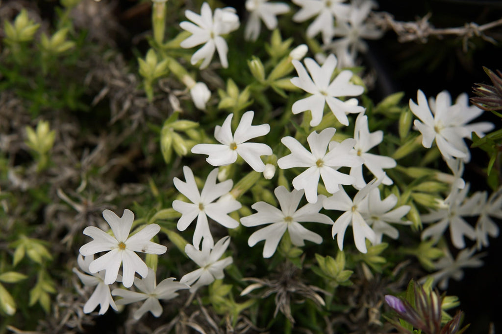 Snowflake Creeping Phlox Seeds - 100 White Ground Cover Seeds - USA Grown -  - Drought Tolerant - Butterfly Garden - Perennial