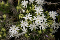 Snowflake Creeping Phlox Seeds - 100 White Ground Cover Seeds - USA Grown -  - Drought Tolerant - Butterfly Garden - Perennial