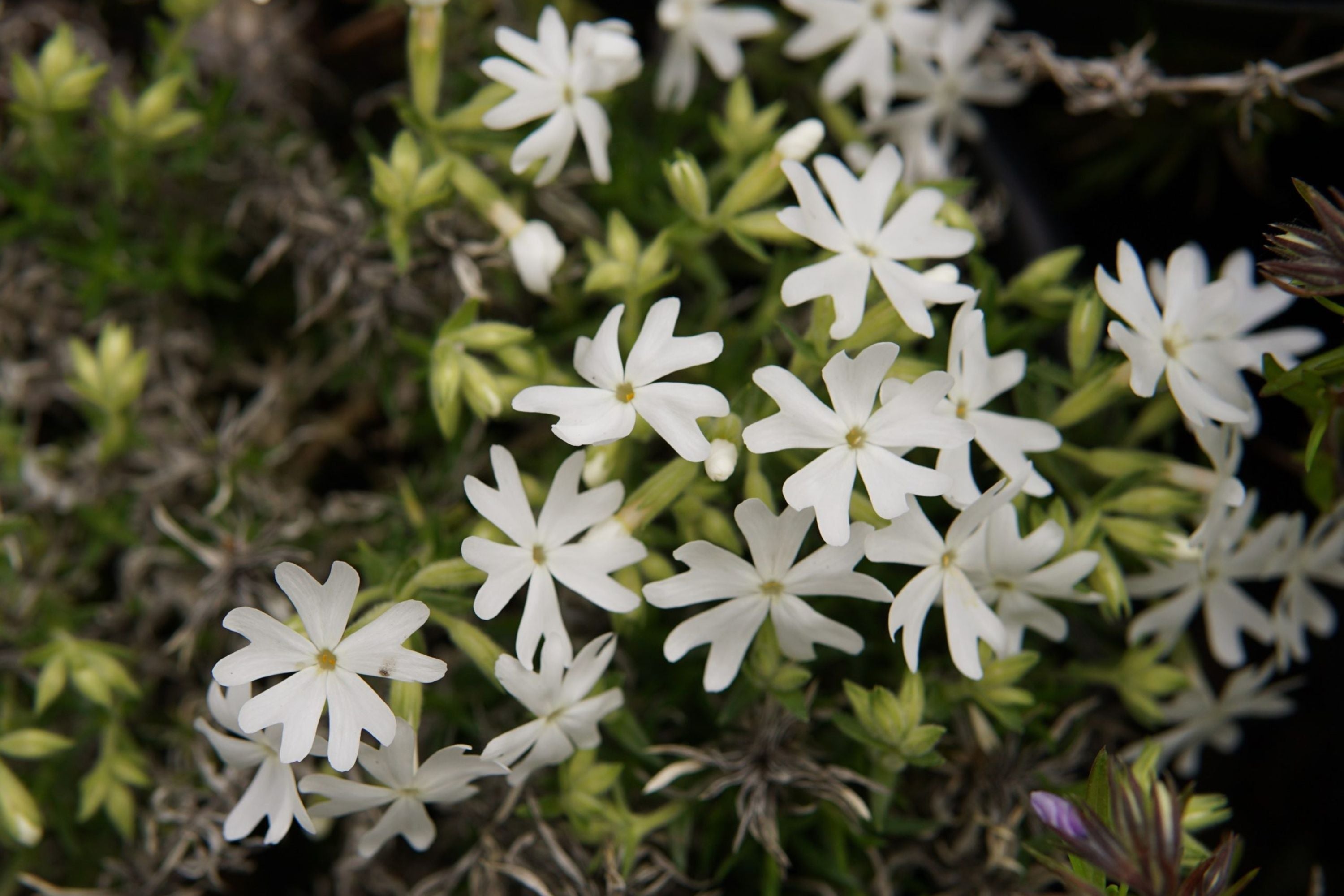 Snowflake Creeping Phlox Seeds - 100 White Ground Cover Seeds - USA Grown -  - Drought Tolerant - Butterfly Garden - Perennial