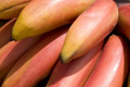 Red Banana Tree (Musa acuminata "˜Red Dacca’) Live Fruit Plant 10"-20" Tall | Exotic Sweet Tropical Bananas