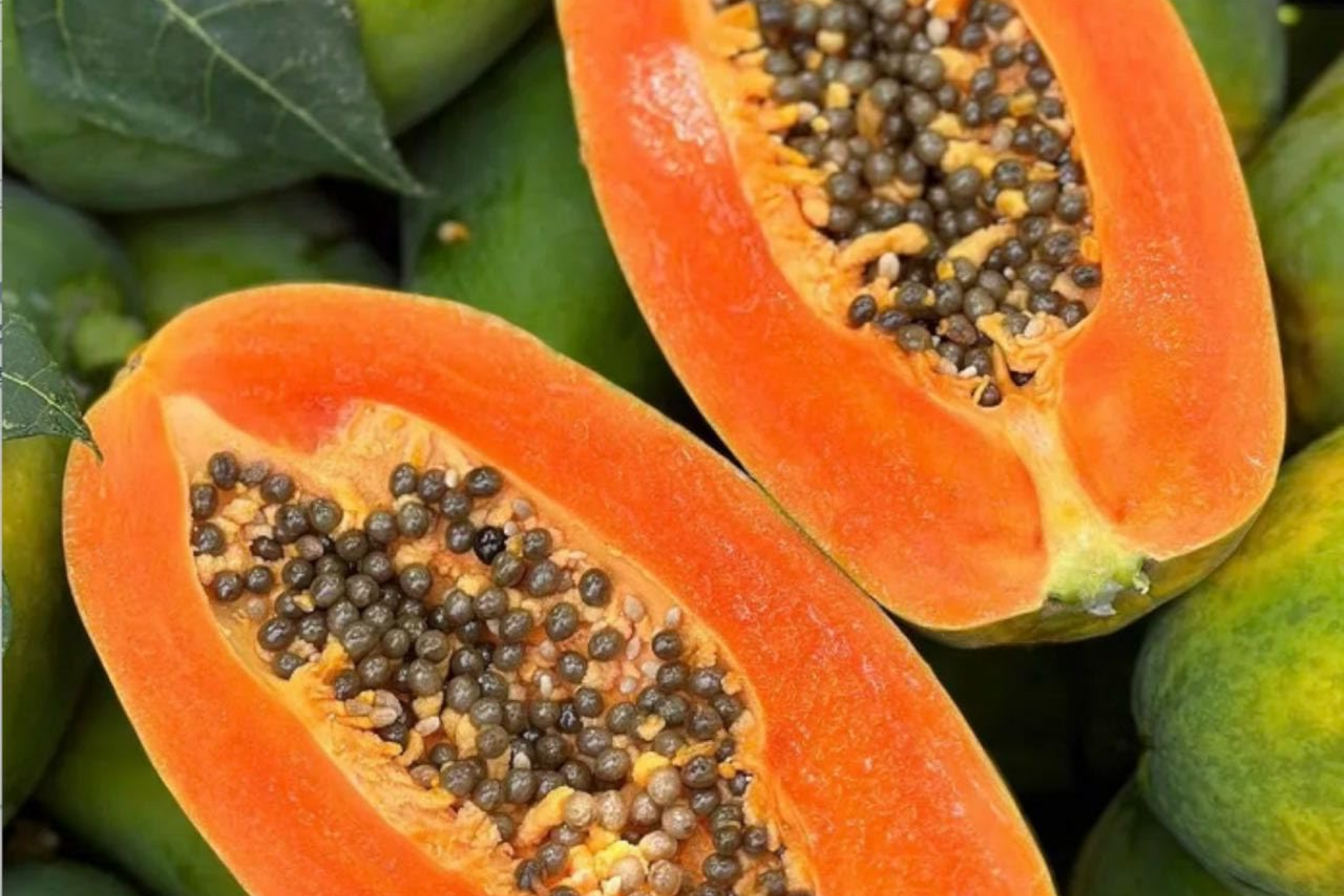 Papaya Tree (Carica papaya) Live Tropical Fruit Tree 1’-2’ | Sweet Flavor, Juicy Texture, and Easy to Grow