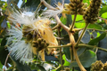 Jumbo Ice Cream Bean Tree (Inga edulis) Live Tropical Fruit Tree 12"-24" | Guama Machete with Sweet Vanilla-Flavored Pods