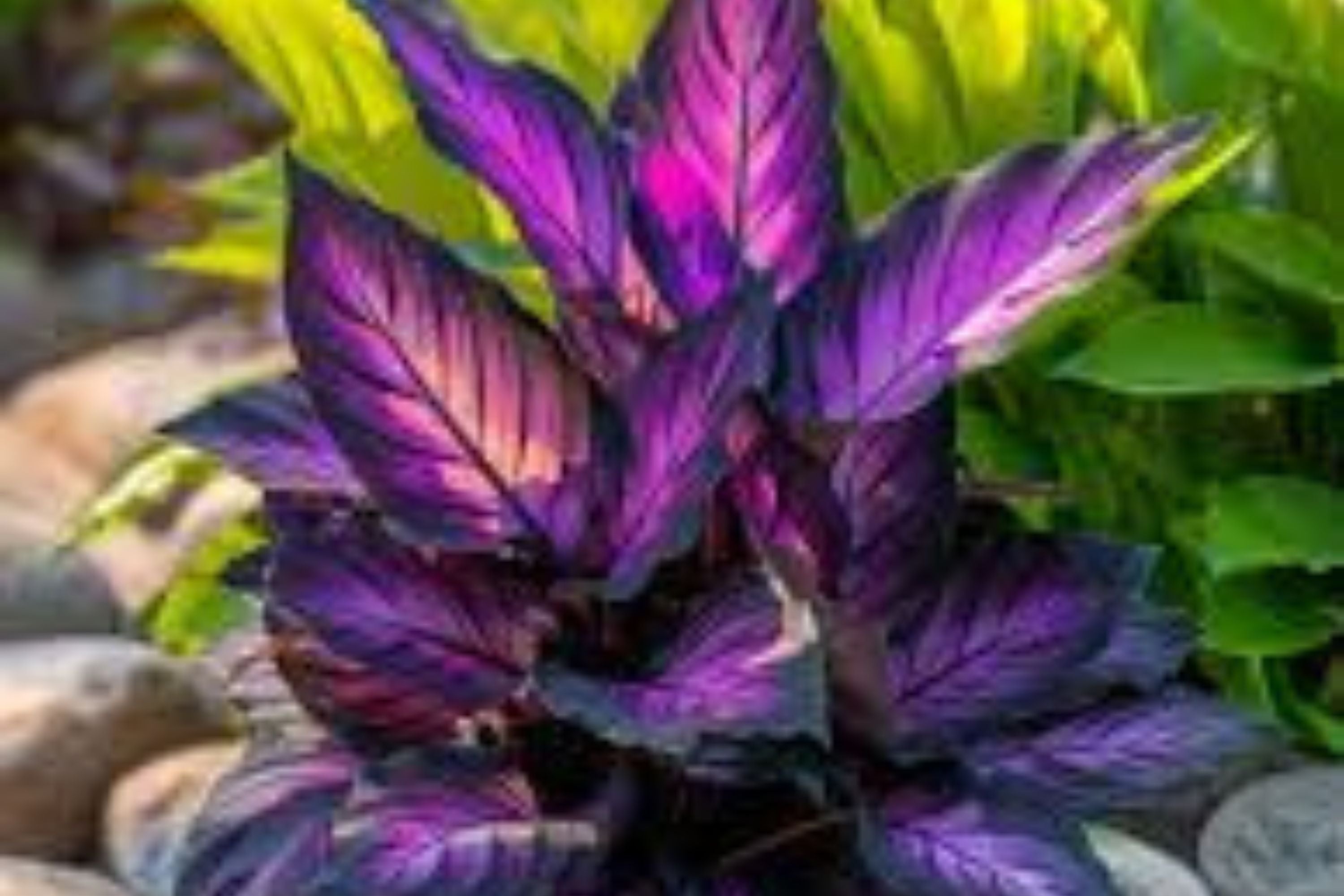 25 Purple Tip Calathea Seeds – Tropical Foliage Plant for Indoor or Outdoor Growing, Beautiful Couture Leaves