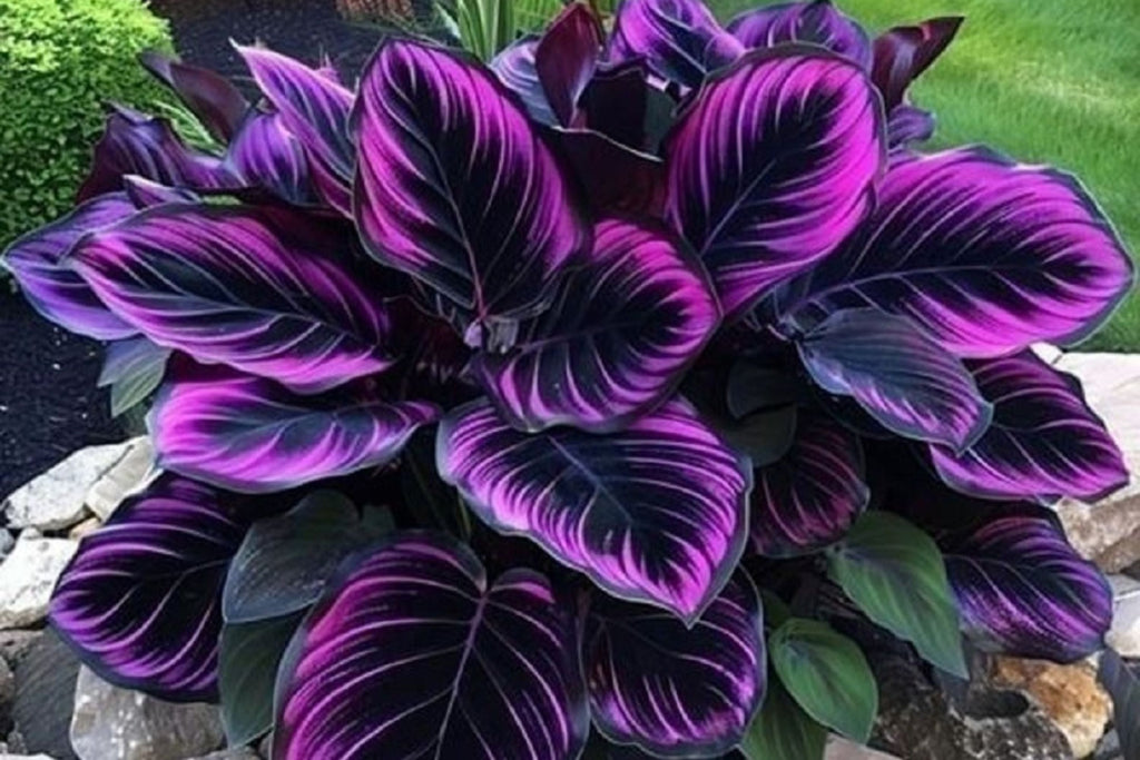 25 Purple Tip Calathea Seeds – Tropical Foliage Plant for Indoor or Outdoor Growing, Beautiful Couture Leaves