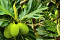 Grafted Breadfruit Tree (Artocarpus altilis) – Tropical Live Fruit Tree, 3′-4′ Tall, Fast Yield & High-Quality Fruit