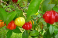 Pitanga (Eugenia Uniflora) Surinam Cherry Tree 2’-3’ - Tropical Fruit Tree with Tangy Delights