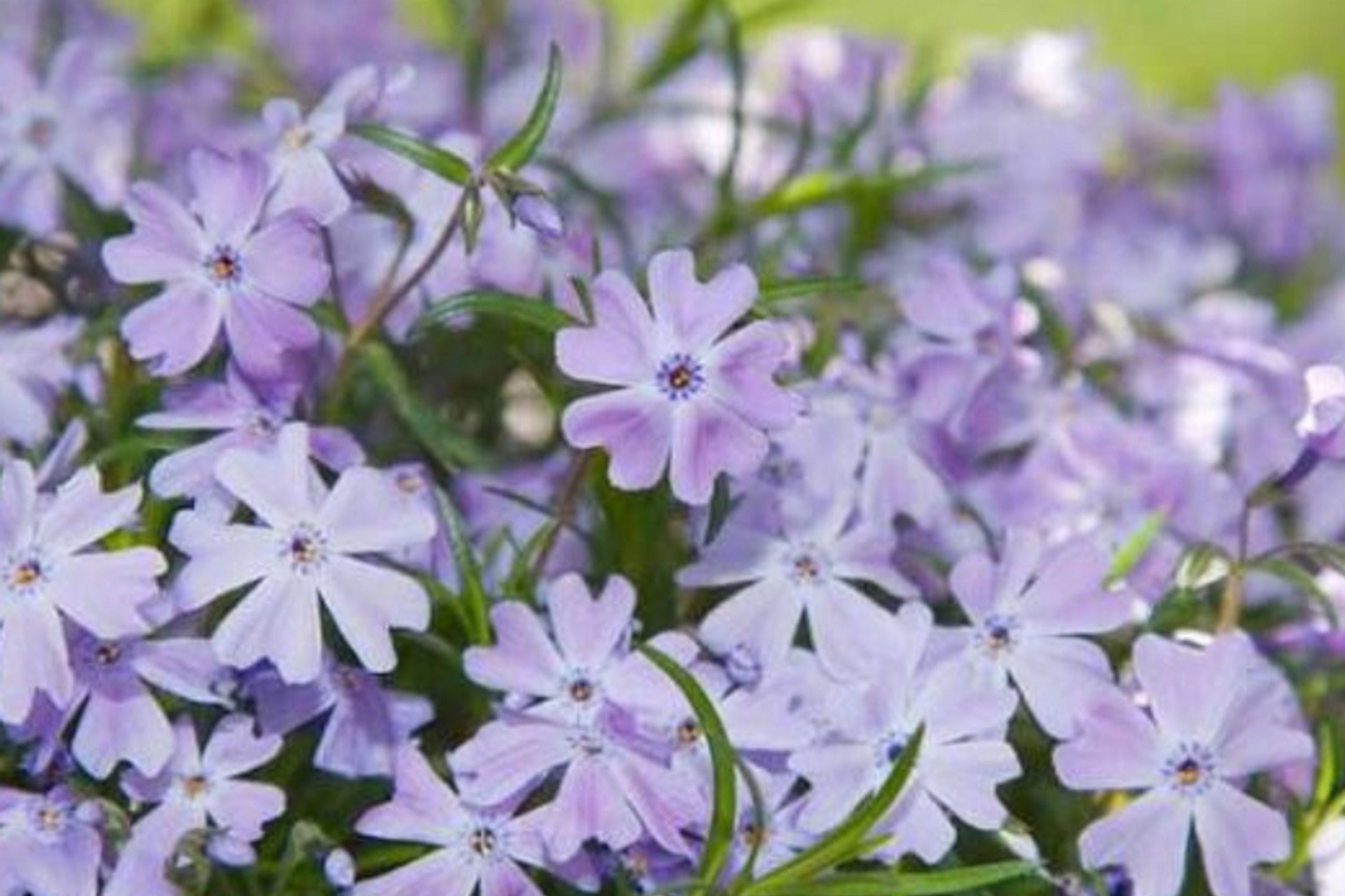 100 Blue Emerald Creeping Phlox Seeds – Ground Cover Flowers, USA Grown, Vibrant Blooming Garden Starter –