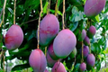 Grafted Palmer Mango Tree (Mangifera) Starter 2'-3' - Large Juicy Fruit, Tropical Garden Beauty
