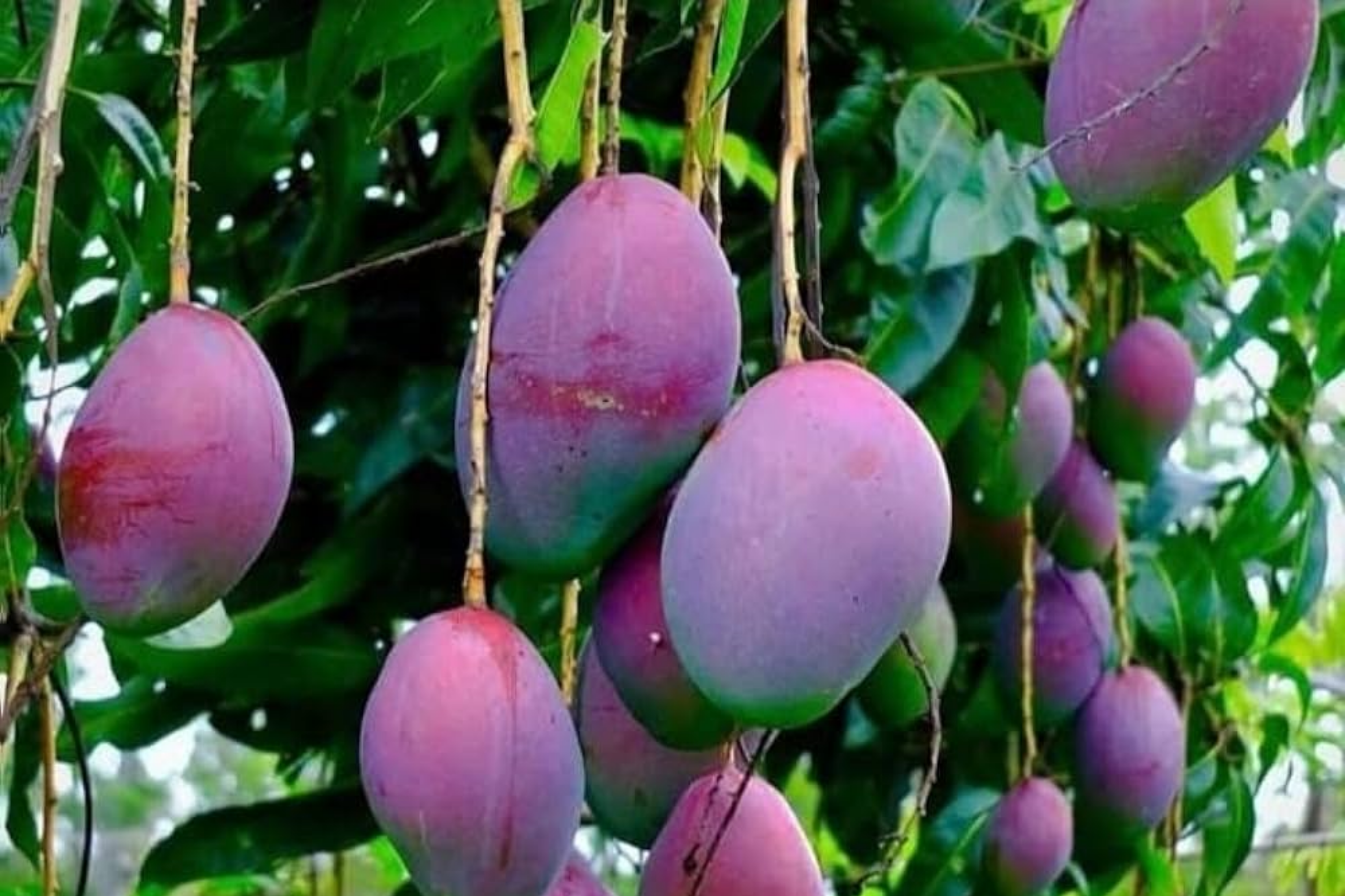 Grafted Palmer Mango Tree (Mangifera) Starter 2'-3' - Large Juicy Fruit, Tropical Garden Beauty