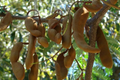 1 Sour Tamarind Tree Live Tamarindus Indica Starter Plant 1-2 ft | Tangy Tropical Fruit | Hardy, Drought-Tolerant | Easy to Grow